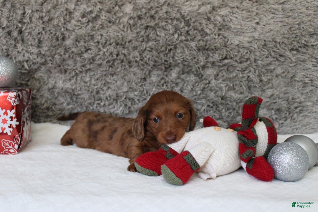 Miniature Dachshund dogs for sale: Shepard - Ad 10