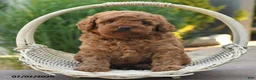 Toy Poodle dogs for sale: Gio - Ad 3