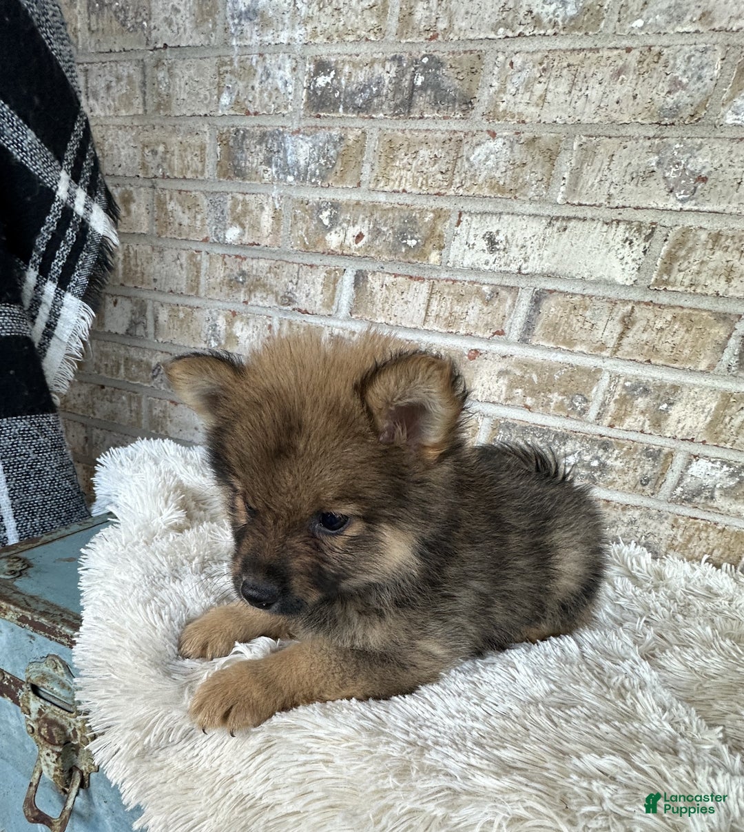 Pomsky dogs for sale: Conrad - Ad 3