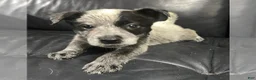 Australian Cattle Dog dogs for sale: Australian Cattle Dog 1 - Ad 2