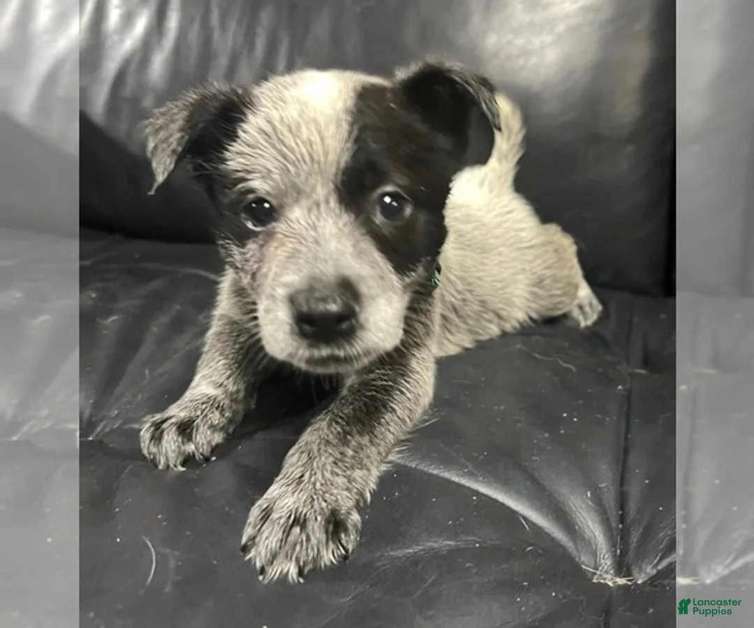 Australian Cattle Dog dogs for sale: Australian Cattle Dog 1 - Ad 2