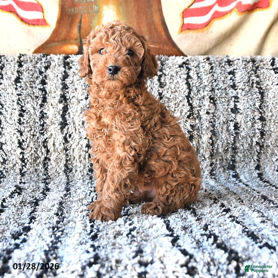 Toy Poodle dogs Oscar - Ad 15
