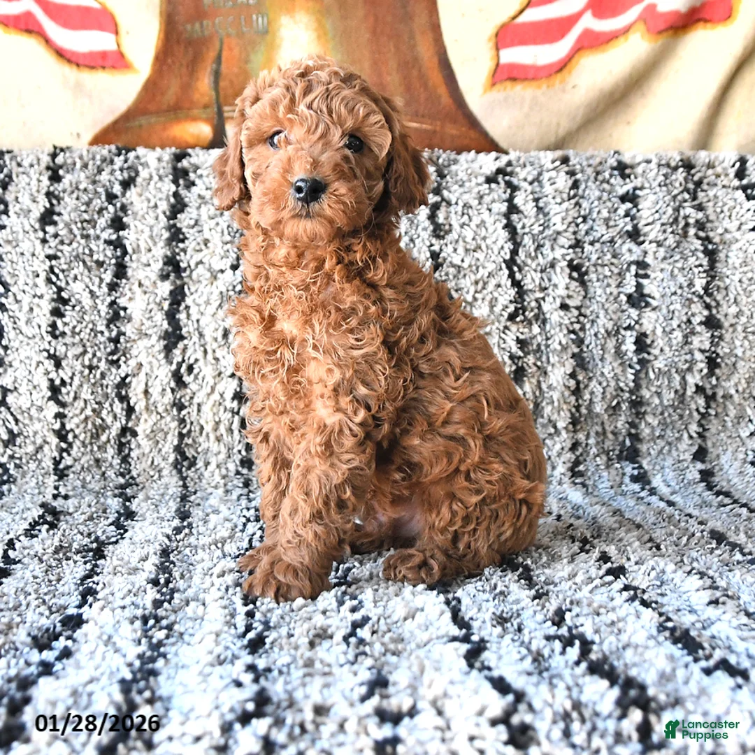 Toy Poodle dogs for sale: Oscar - Ad 1