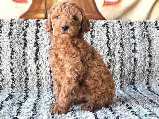 Toy Poodle dogs Oscar - Ad 15