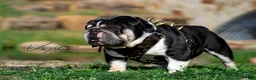 English Bulldog dogs for sale: Sweetie Pie - Ad 6