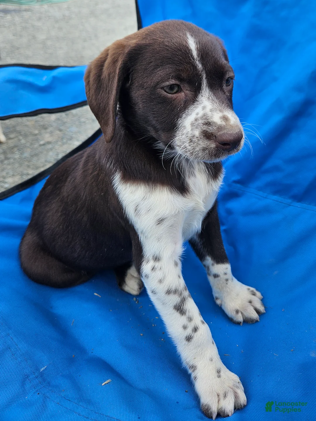 Mixed Breed dogs for sale: Mixed Breed Puppy 2 - Ad 2