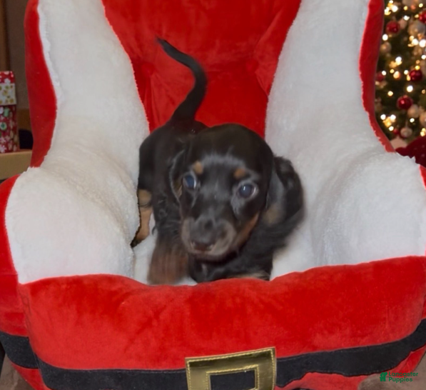 Miniature Dachshund dogs for sale: Miniature Dachshund Girl 1 - Ad 2