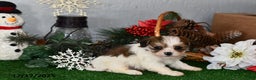 Cavachon dogs for sale: Rocky - Ad 2
