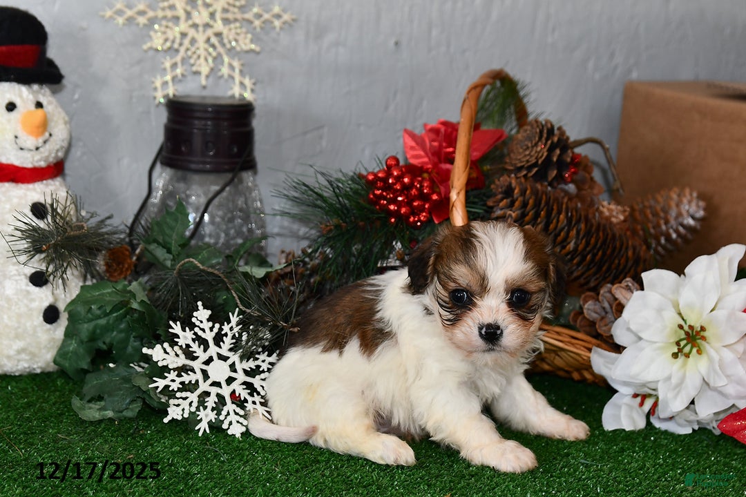Cavachon dogs for sale: Rocky - Ad 2