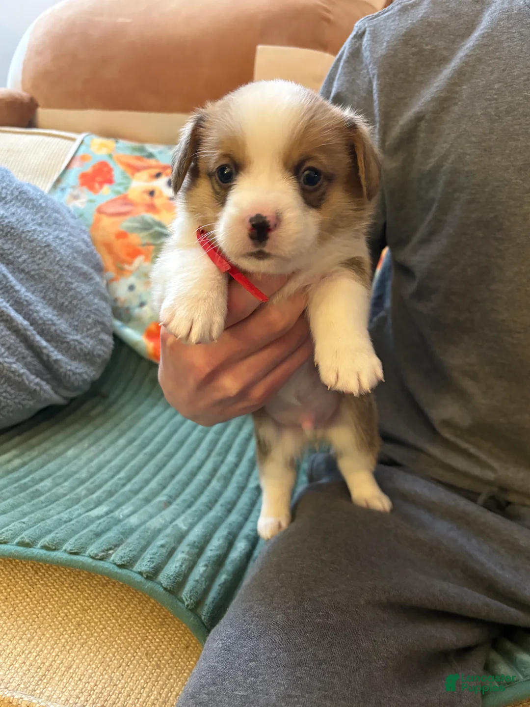 Welsh Corgi Pembroke dogs for sale: Welsh Corgi Pembroke Puppy 2 - Ad 1
