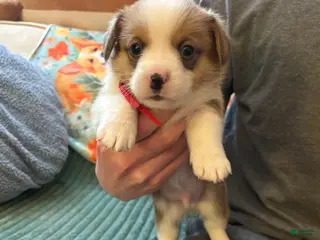 Welsh Corgi Pembroke dogs Welsh Corgi Pembroke Puppy 2 - Ad 38