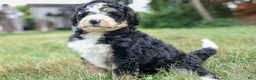 Bernedoodle dogs for sale:  Darla   - Ad 6