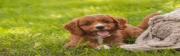 Cavapoo dogs for sale: Avery Cavapoo  - Ad 14