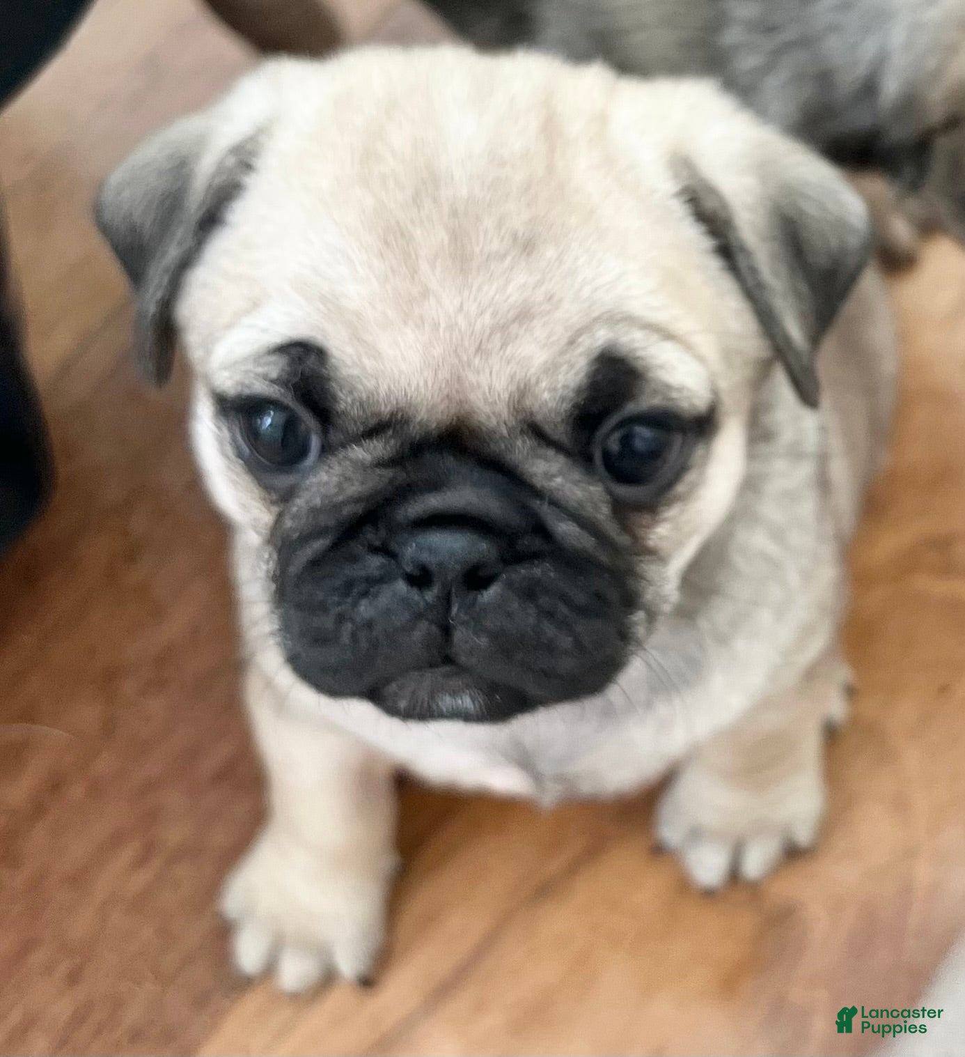 Pug dogs for sale: Pug Puppy 6 - Ad 3