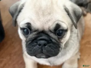 Pug dogs Pug Puppy 6 - Ad 3