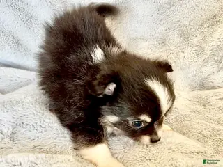 Chihuahua dogs for sale: Chihuahua Puppy 2 - Ad 1