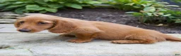 Miniature Dachshund dogs for sale: Misty - Ad 3