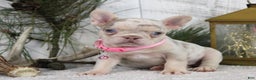French Bulldog dogs for sale: Nugget - Ad 3