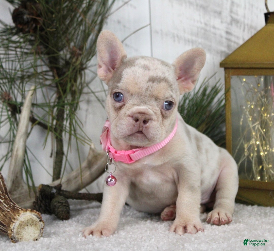 French Bulldog dogs for sale: Nugget - Ad 3
