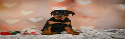 Rottweiler dogs for sale: Ace - Ad 6