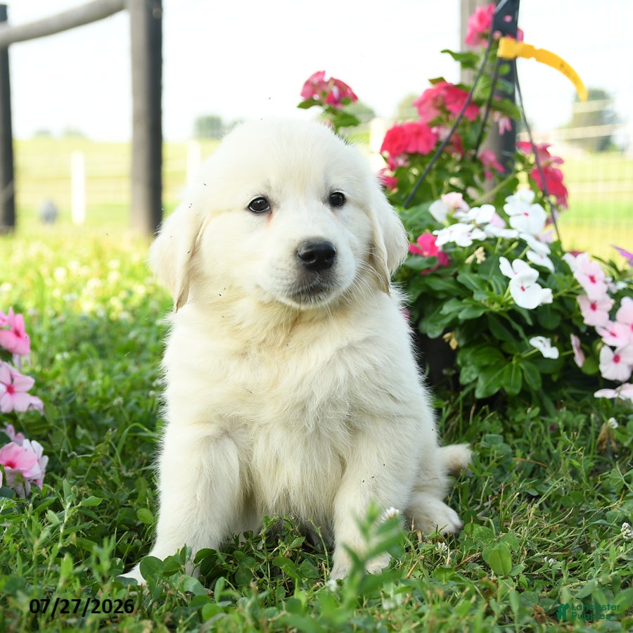 Golden Retriever dogs Willow - Ad 1