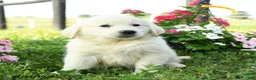 Golden Retriever dogs for sale: Willow - Ad 1
