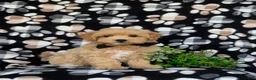 Maltipoo dogs for sale: Ryce 6 lbs Full Grown - Ad 3