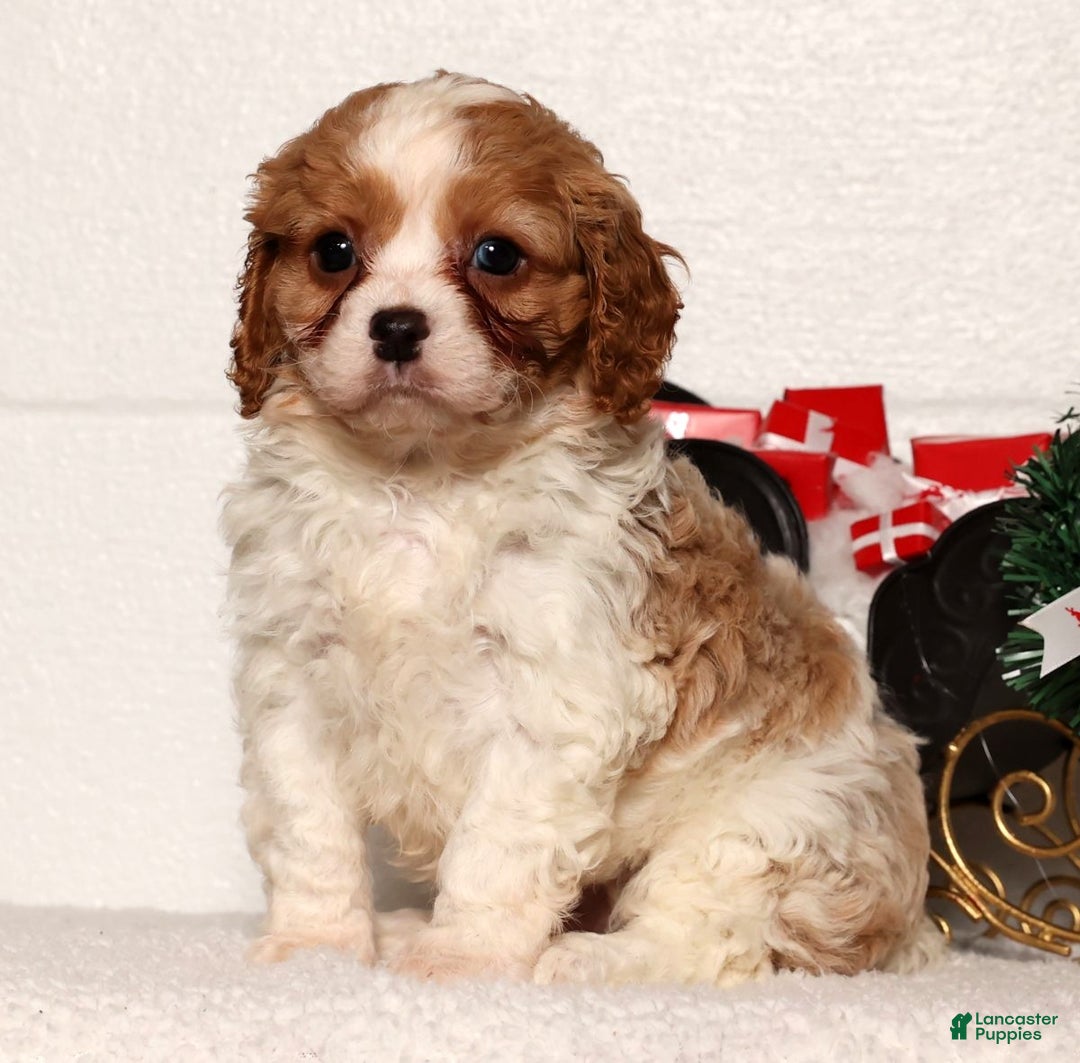 Cavapoo dogs for sale: Arthur - Ad 5