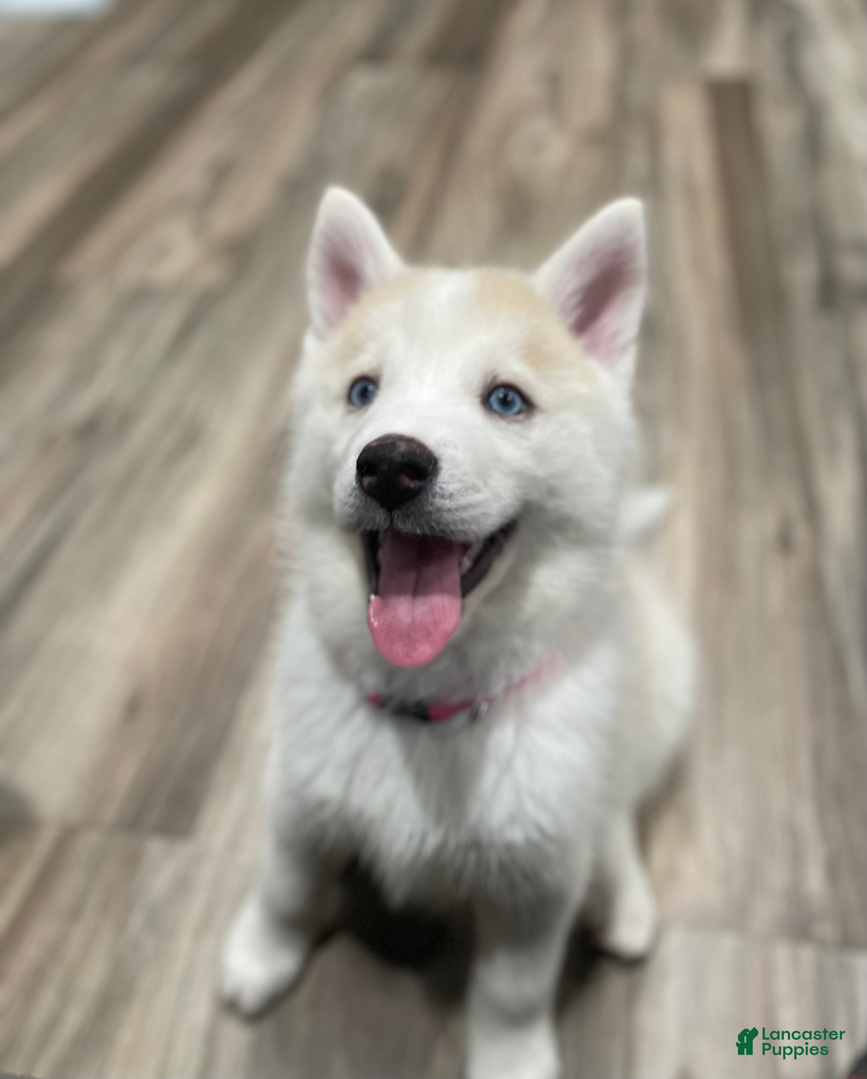 Mixed Breed dogs Mixed Breed Puppy 4 - Ad 24