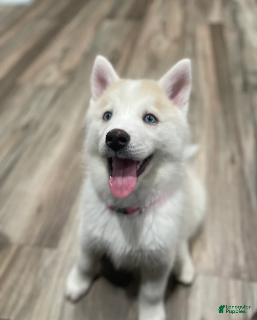 Mixed Breed dogs for sale: Mixed Breed Puppy 4 - Ad 1