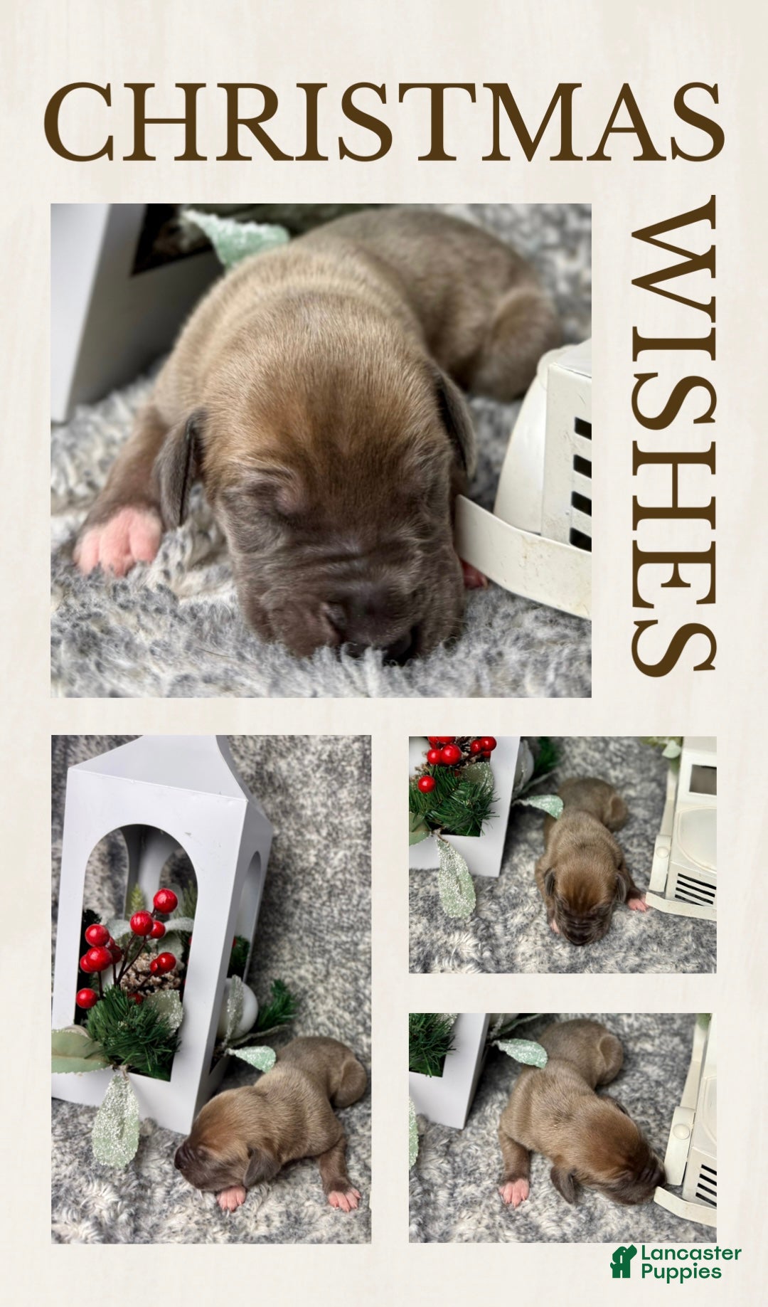 Great Dane dogs for sale: Professor McGonagall - Ad 1