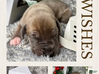 Great Dane dogs Professor McGonagall - Ad 32