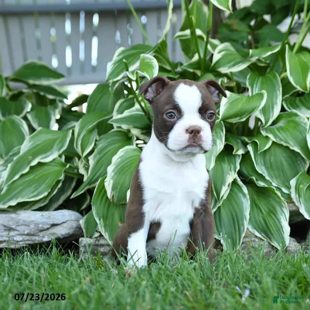 Boston Terrier dogs for sale: Vivoldi - Ad 1