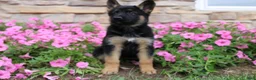 German Shepherd dogs for sale: Hailey - Ad 7
