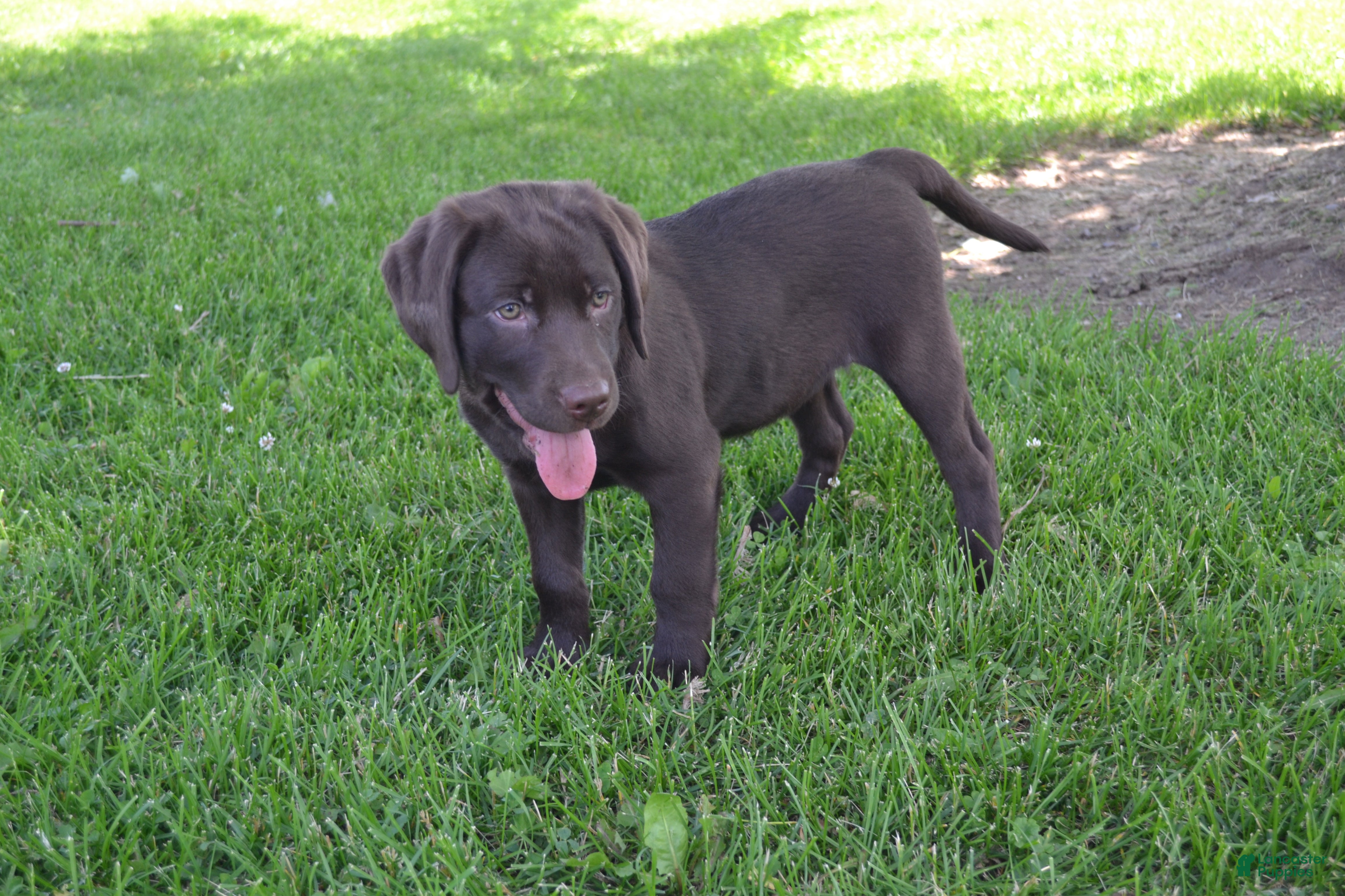 Labrador Retriever dogs Lola - Ad 1