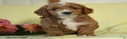 Mini Goldendoodle dogs for sale: Wolfgang - Ad 1