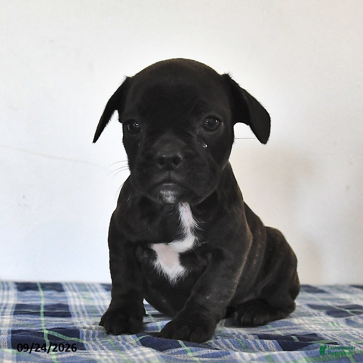 Mixed Breed dogs Luke - Ad 2