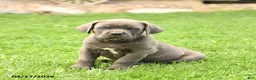 Cane Corso dogs for sale: Smokey - Ad 3