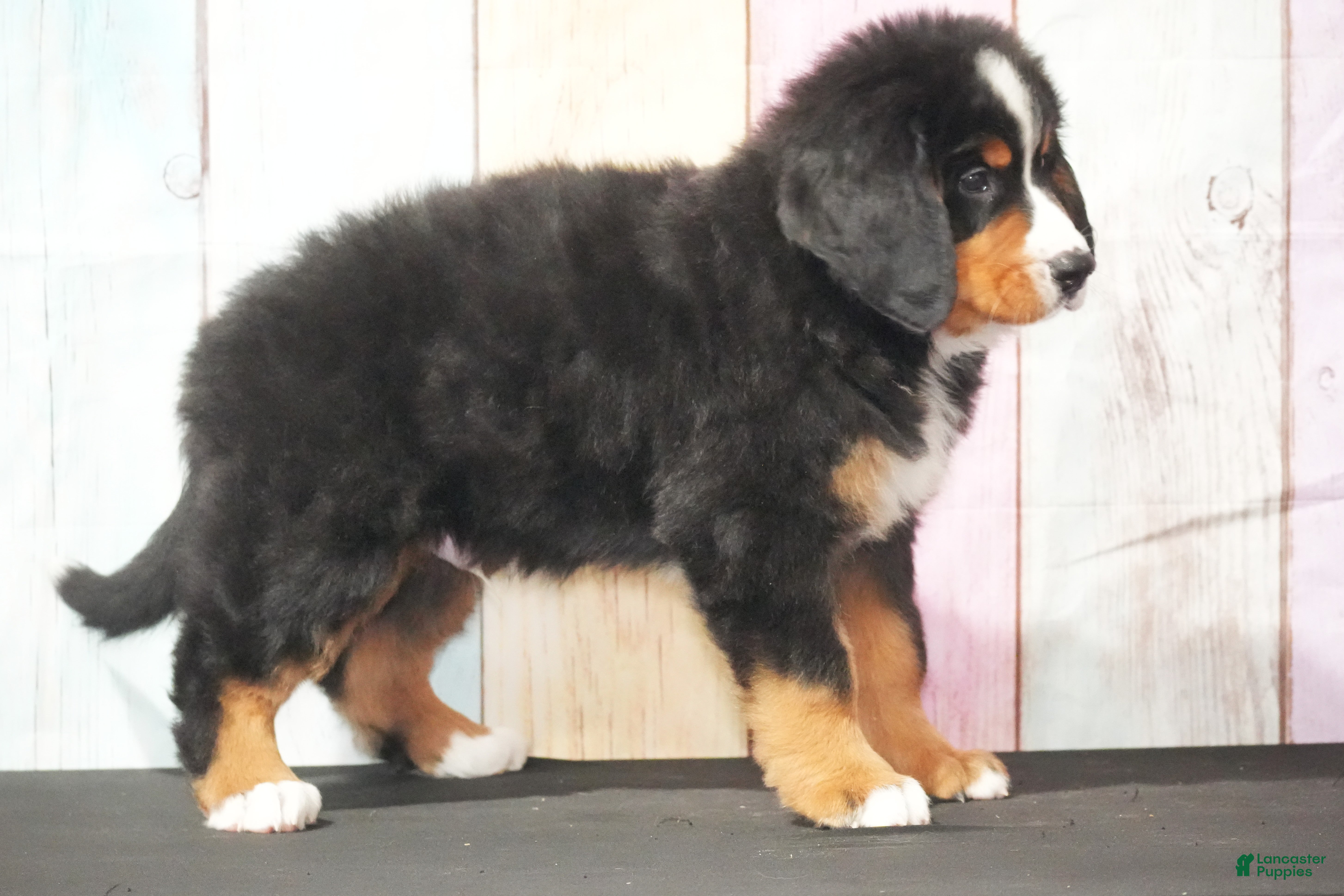 Bernese Mountain Dog dogs for sale: Bernese Mountain Dog Puppy 3 - Ad 3