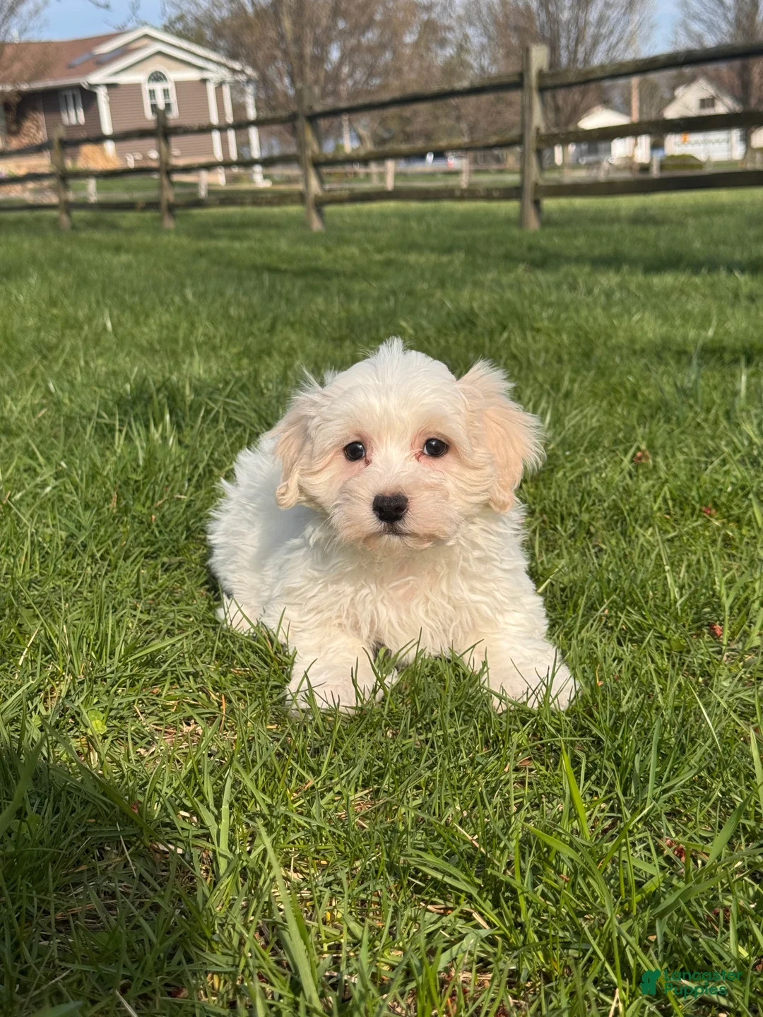 Mixed Breed dogs for sale: Hershey  - Ad 2