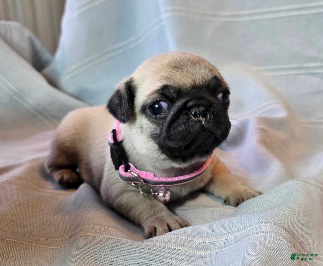 Pug dogs for sale: Farah - Ad 1