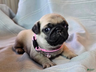 Pug dogs Farah - Ad 38