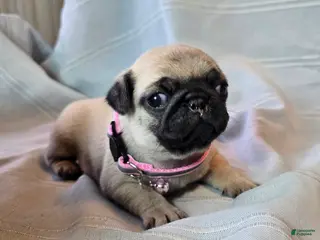 Pug dogs Farah - Ad 21