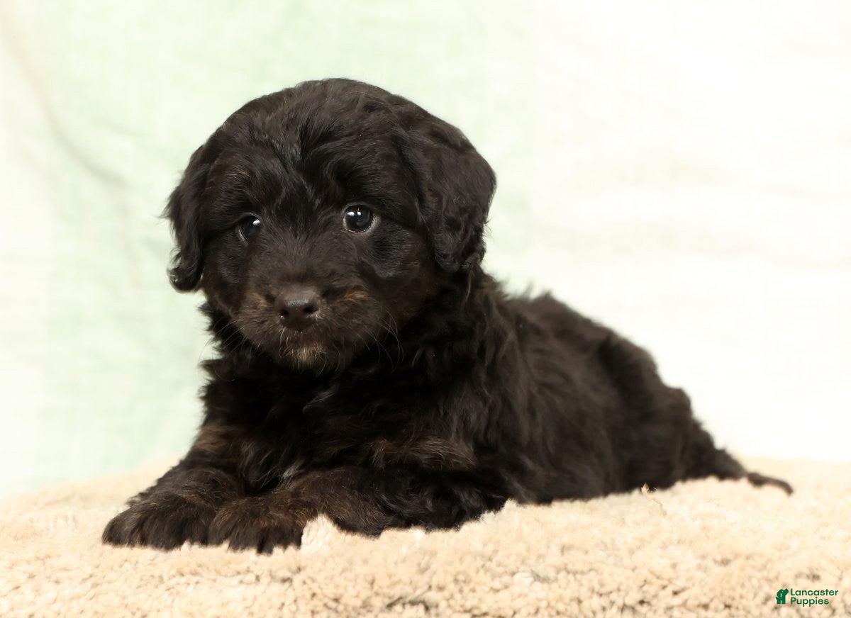 Mini Aussiedoodle dogs Blake - Ad 12