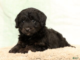 Mini Aussiedoodle dogs Blake - Ad 33