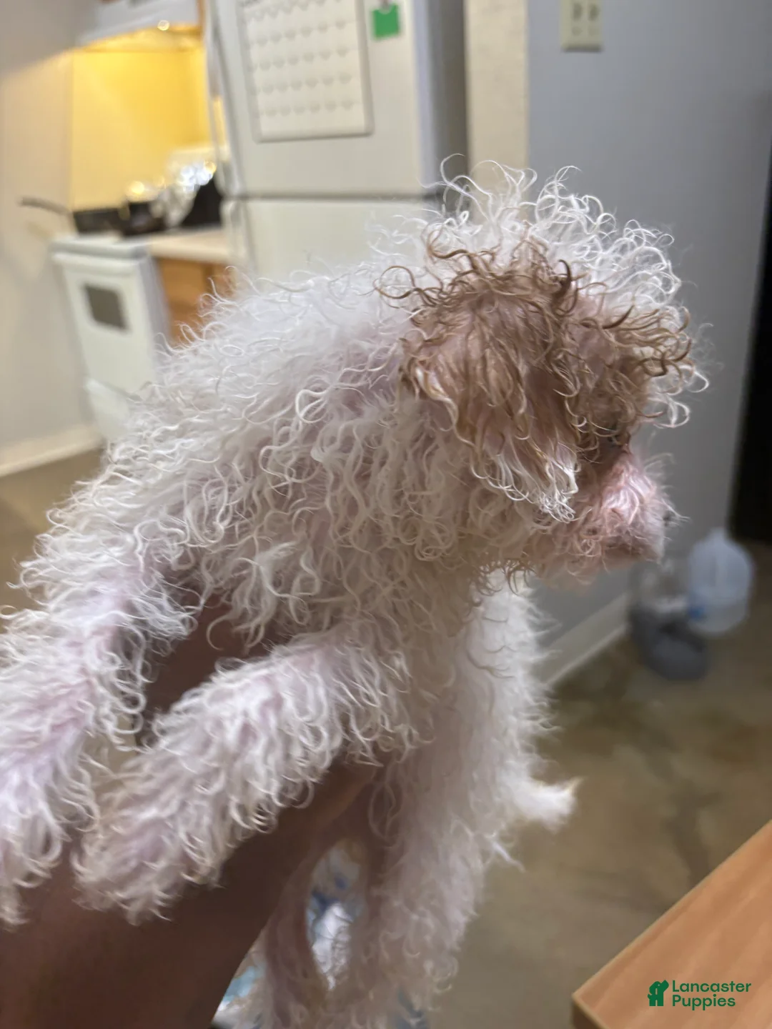 Toy Poodle dogs for sale: Toy Poodle Puppy 1 - Ad 2
