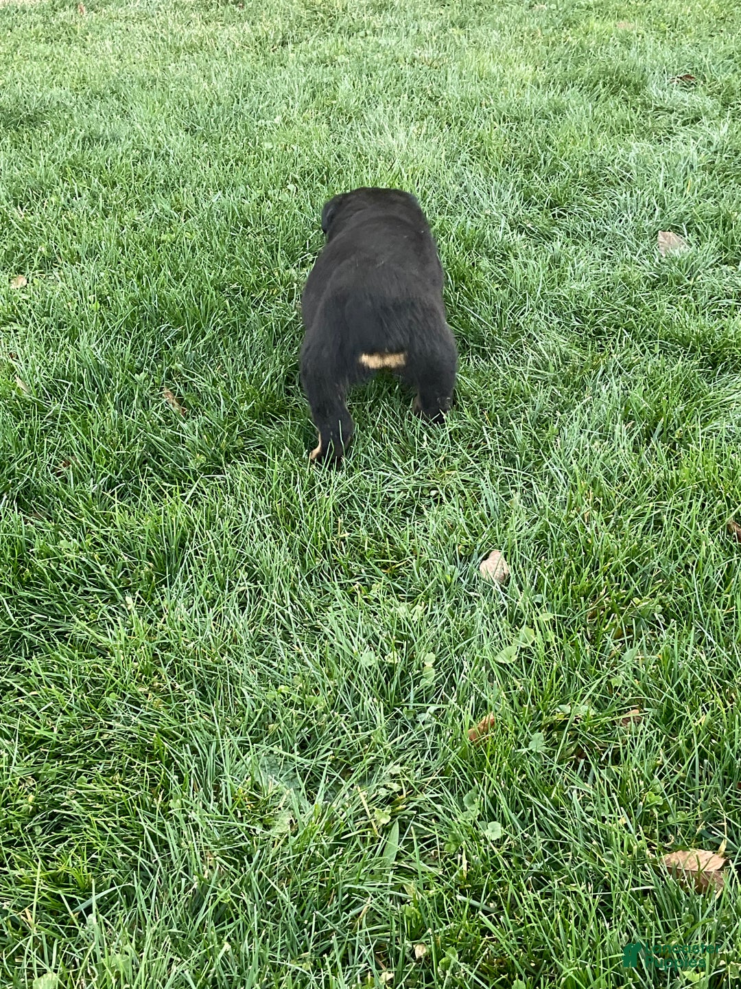 Rottweiler dogs for sale: Rottweiler Puppy 1 - Ad 2