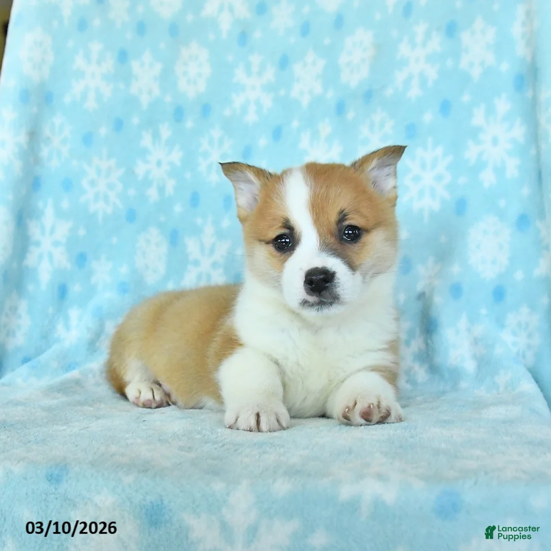 Welsh Corgi Pembroke dogs for sale: Chief - Ad 1