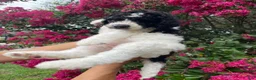 Goldendoodle dogs for sale: Rex - Ad 2