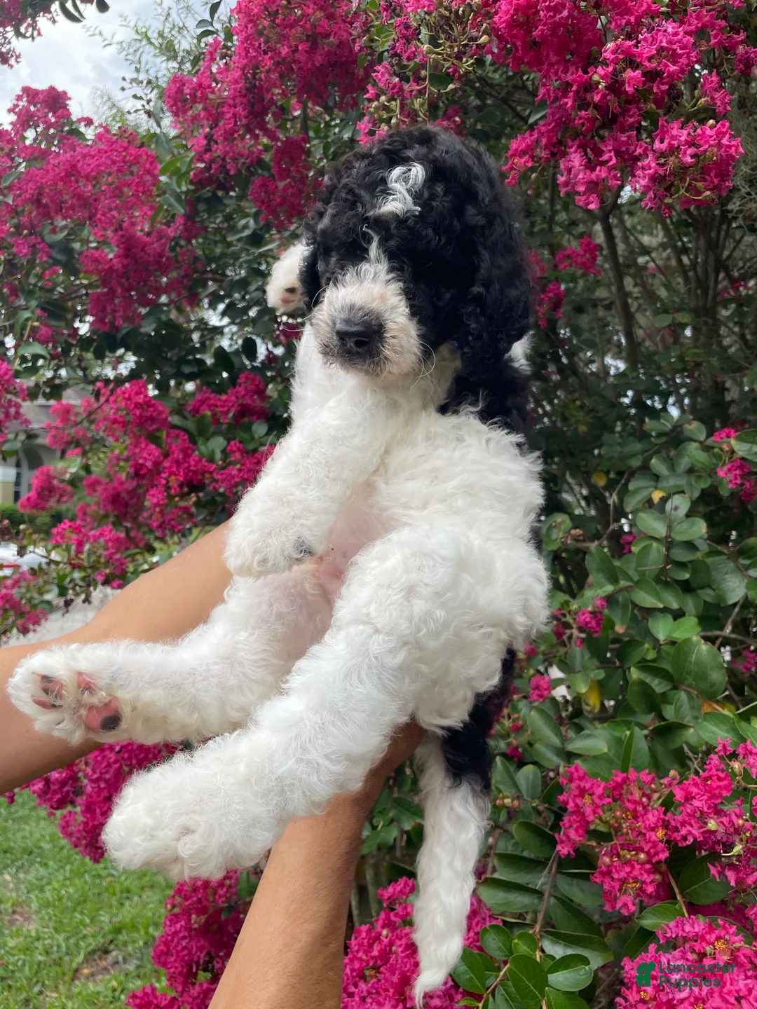 Goldendoodle dogs for sale: Rex - Ad 2